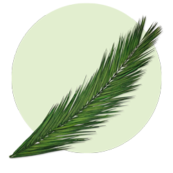 Palm Fronds