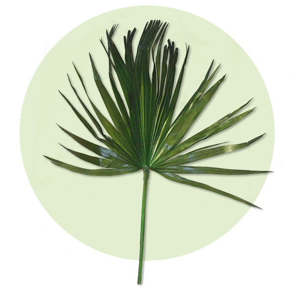 Palm Fronds Washingtonia